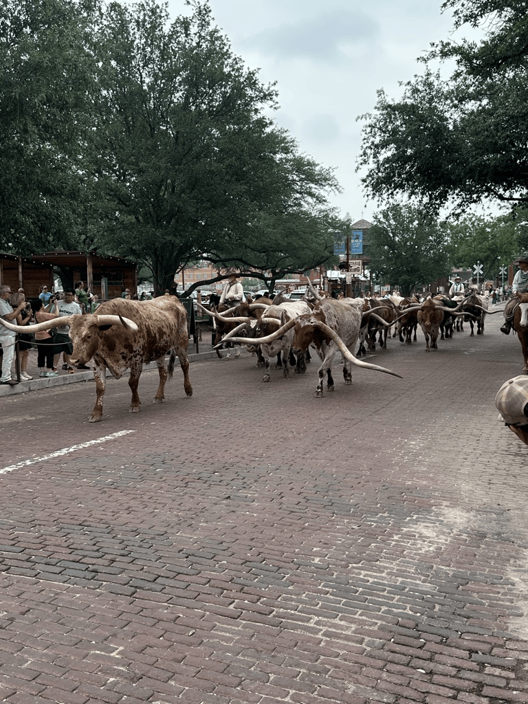 A herd of longhorn cattle walking down a brick street with onlookers watching from the sides, surrounded by trees and buildings.